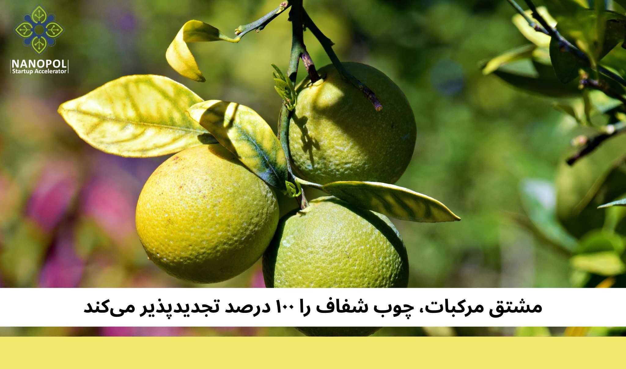 مشتق مرکبات، چوب شفاف را ۱۰۰ درصد تجدیدپذیر میکند